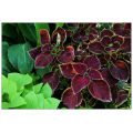 Garden indoesnisa Common Coleus seeds flower  for grow